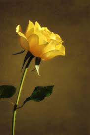 Fresh Yellow Rose